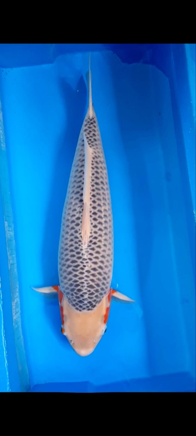 Juara 2
