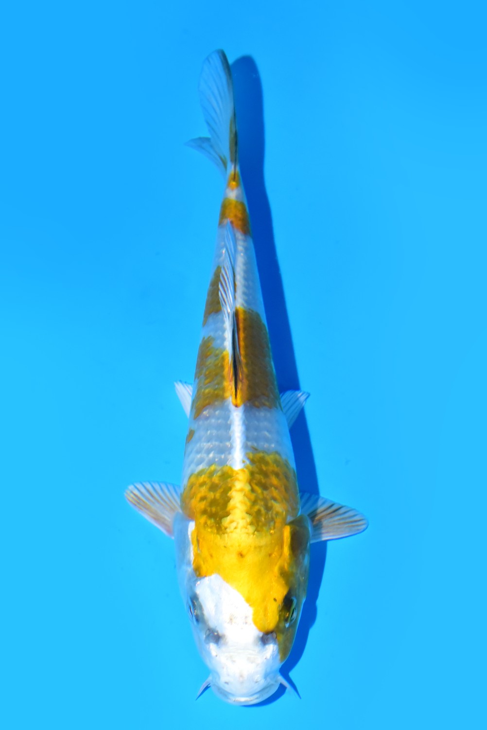 Juara 1