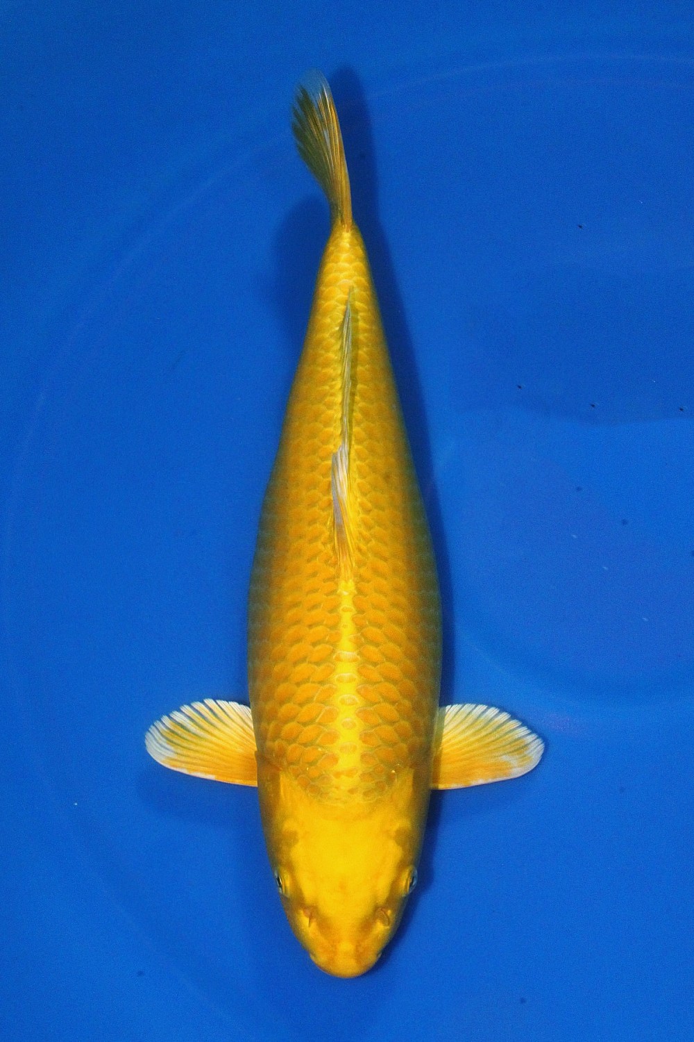 Juara 1