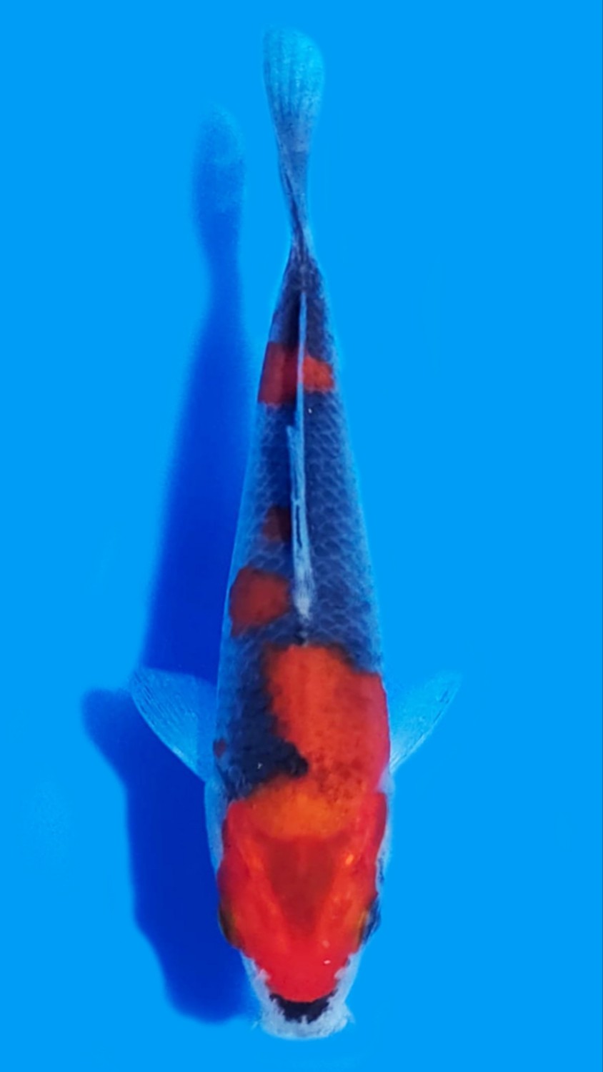 Juara 1