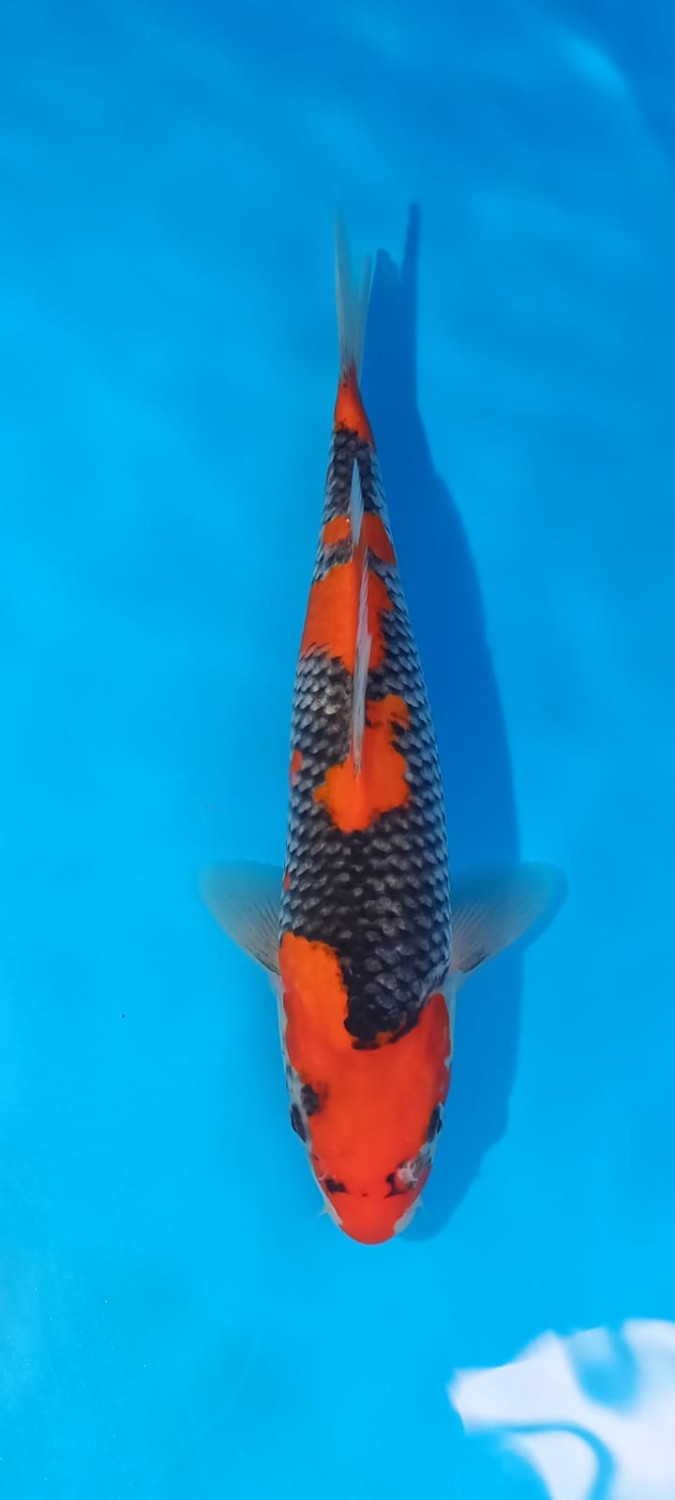 Juara 1