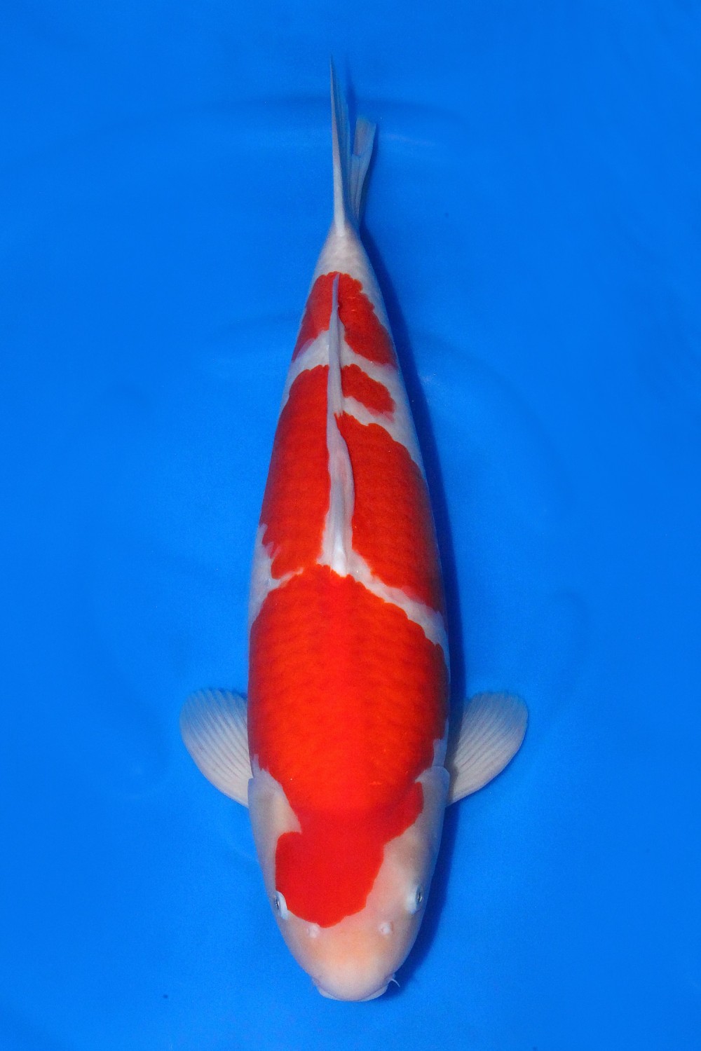 Juara 1