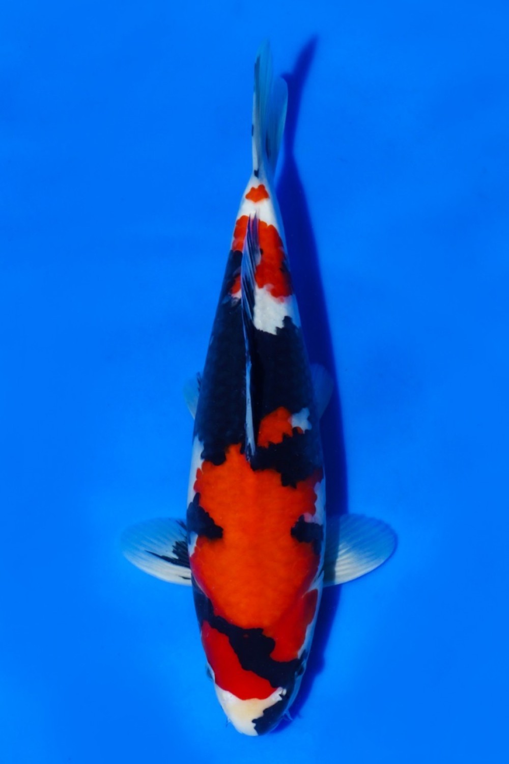 Juara 1