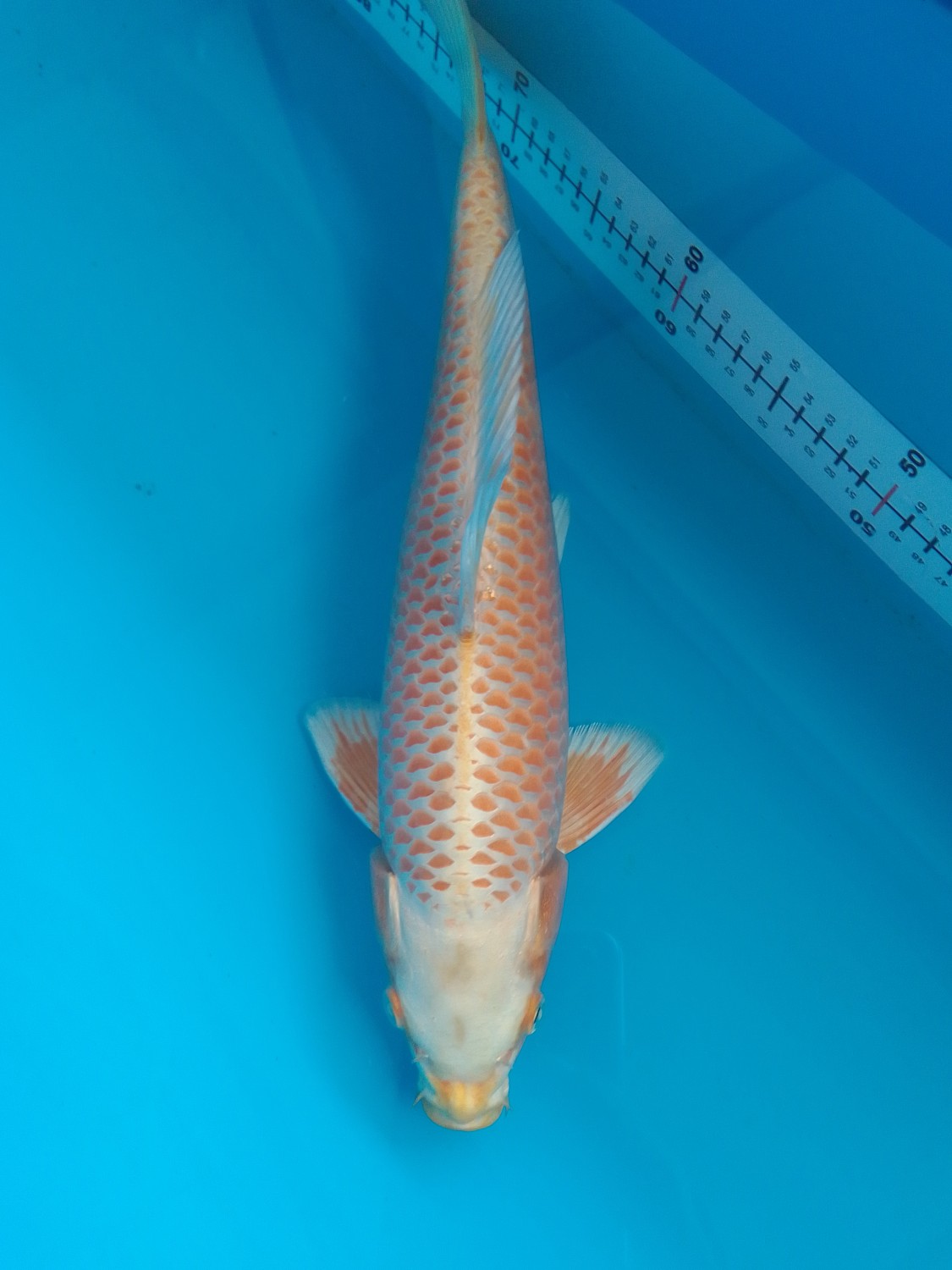 Best In Size E 36 - 40 cm