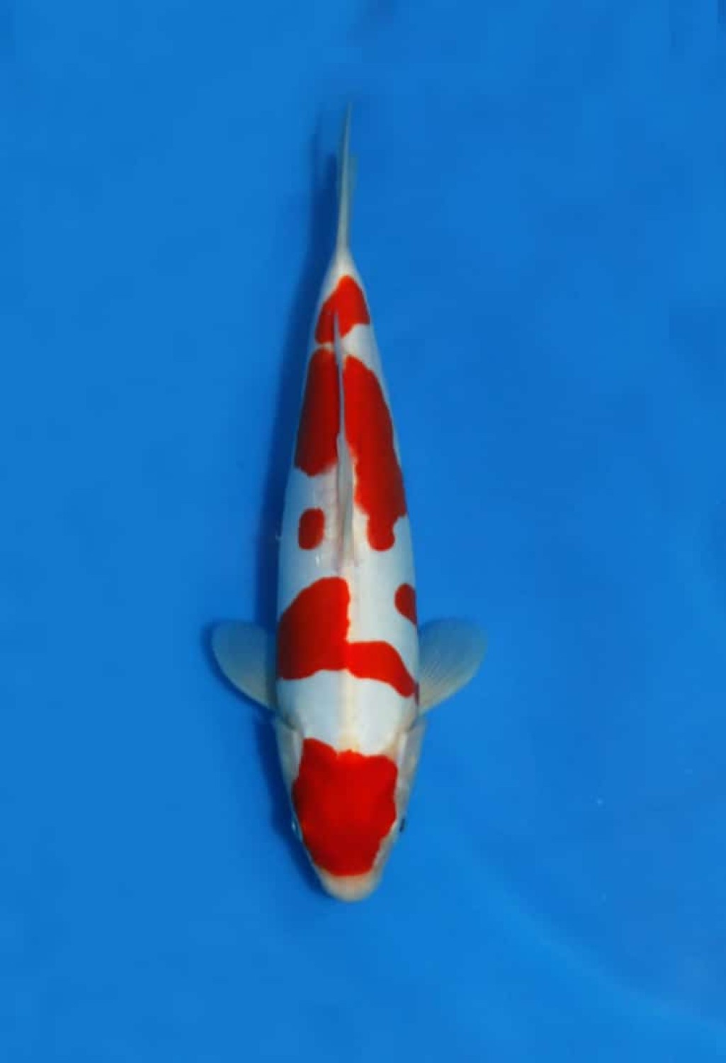 Juara 5
