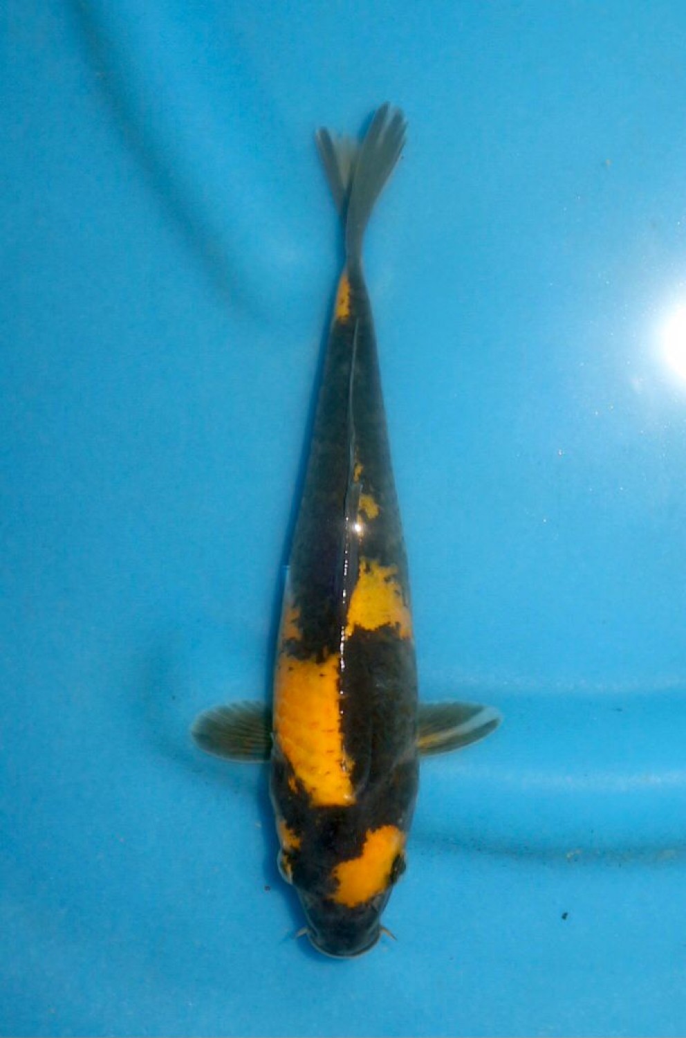 Juara 3