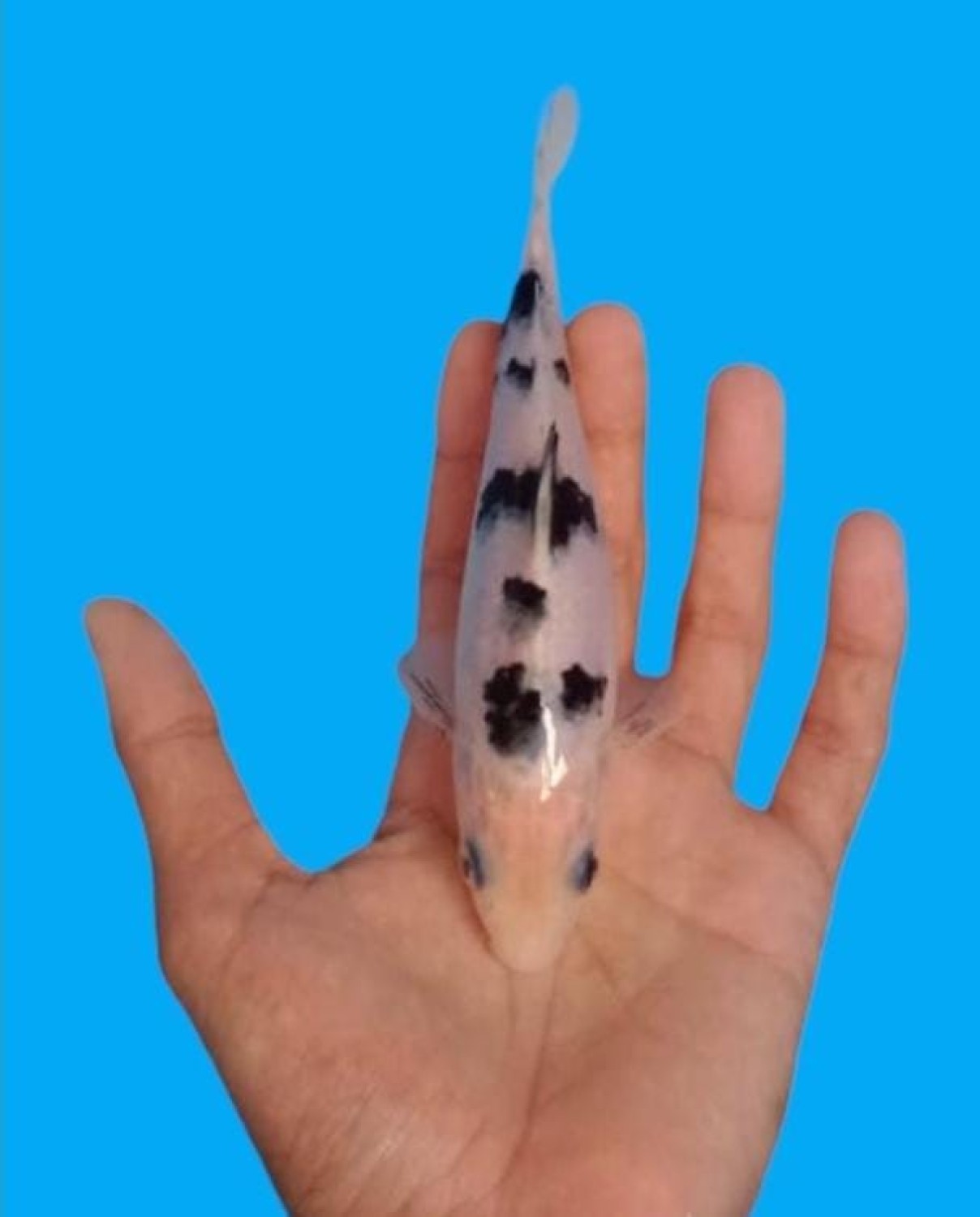 Mini Champion D