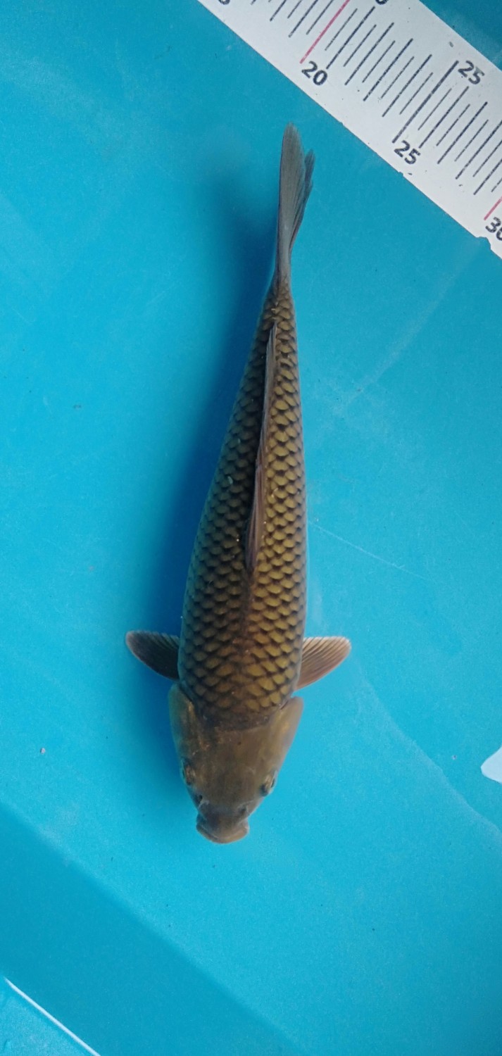 Juara 1