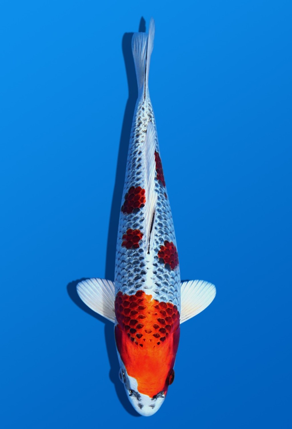 Juara 5