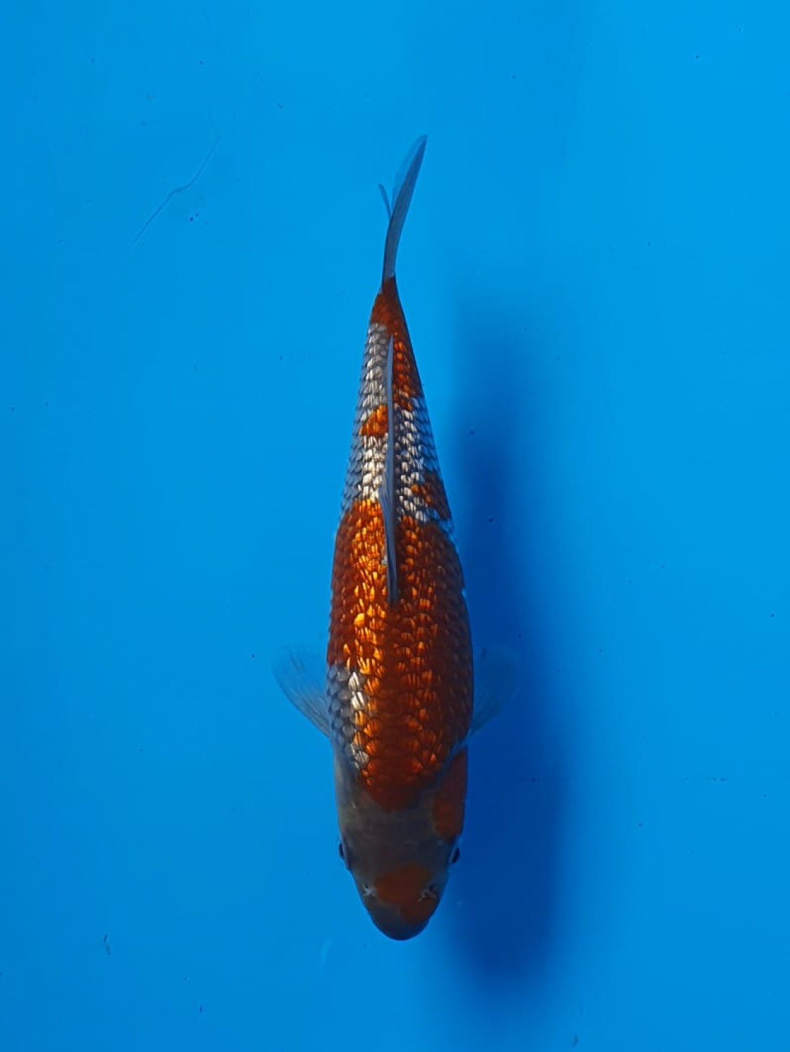 Best In Size C 16 - 20 cm