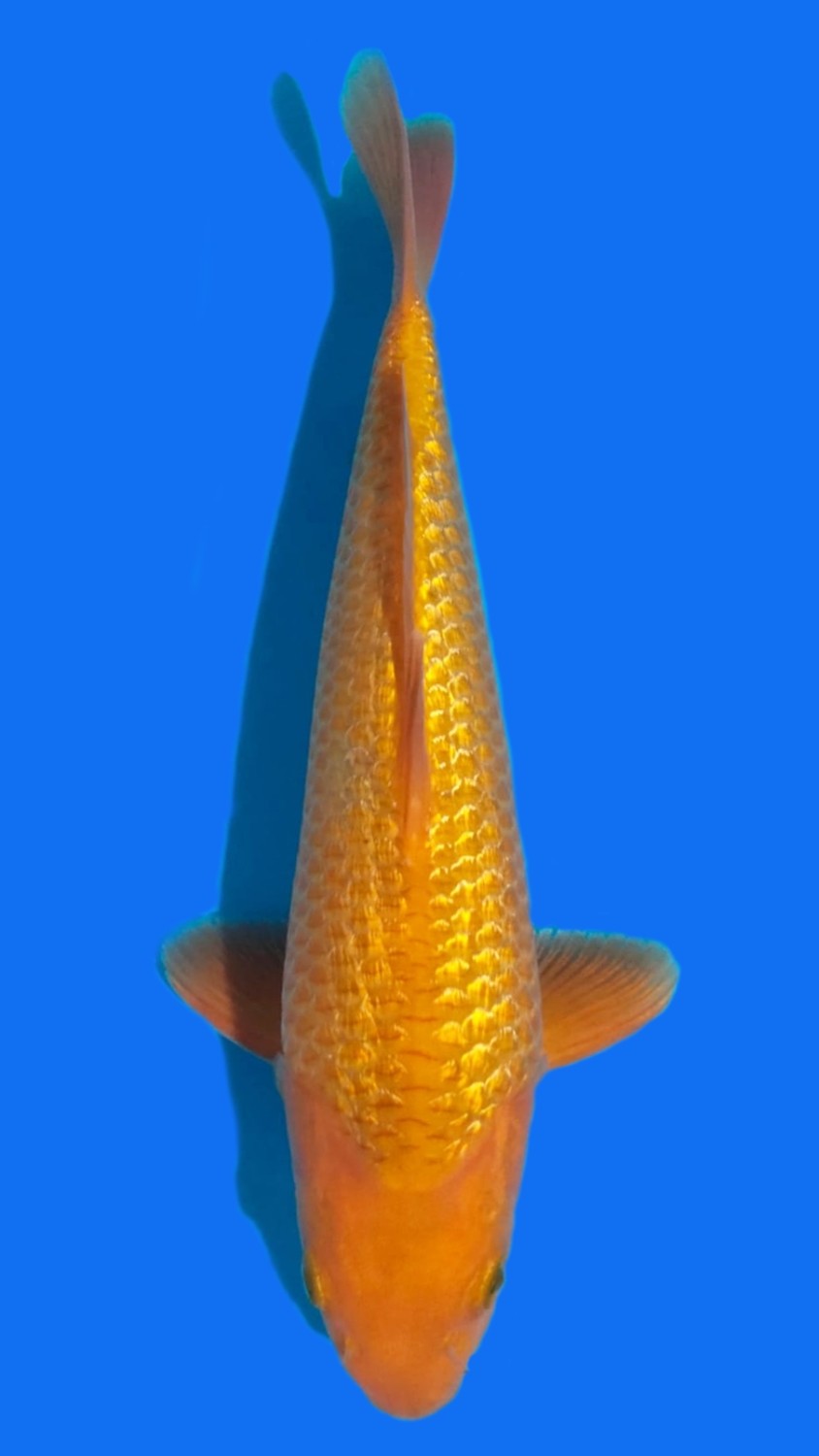 Juara 5