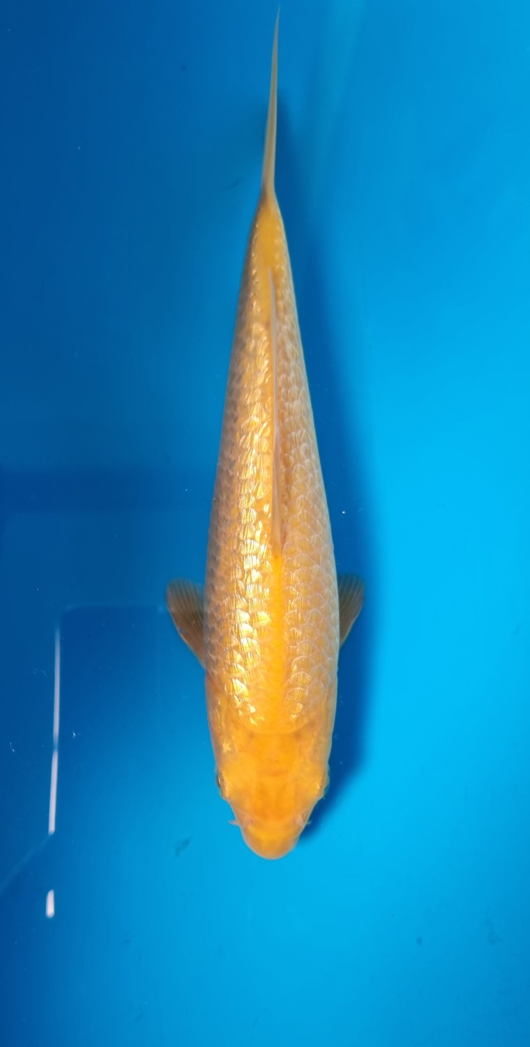 Best In Size E 16 - 20 cm