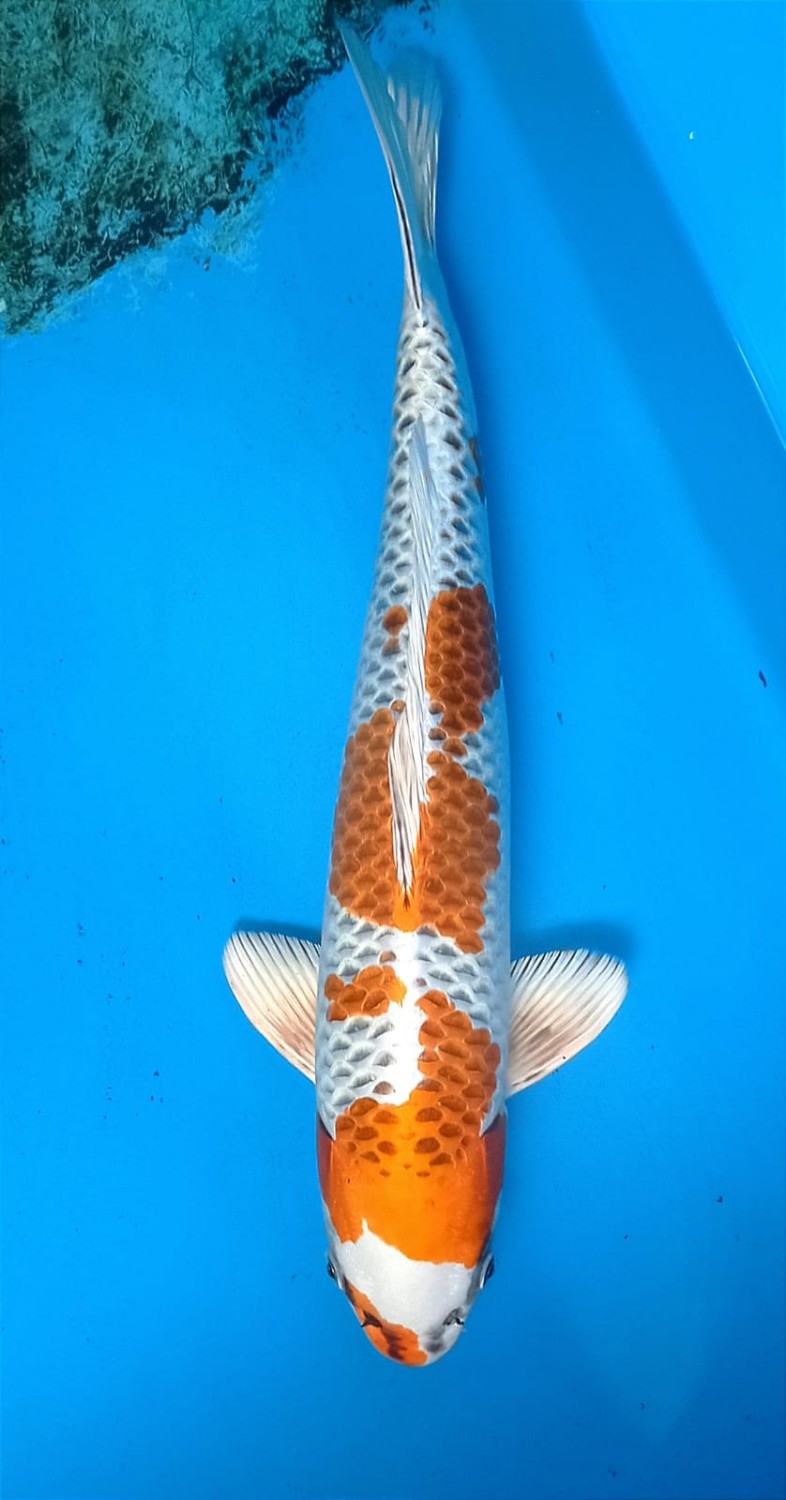Juara 1