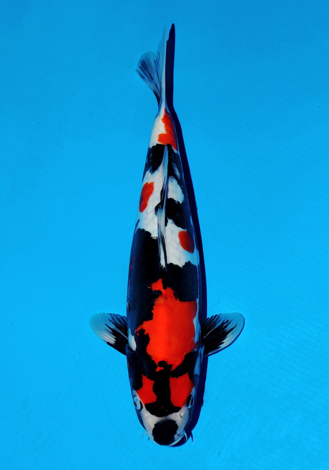 Juara 1