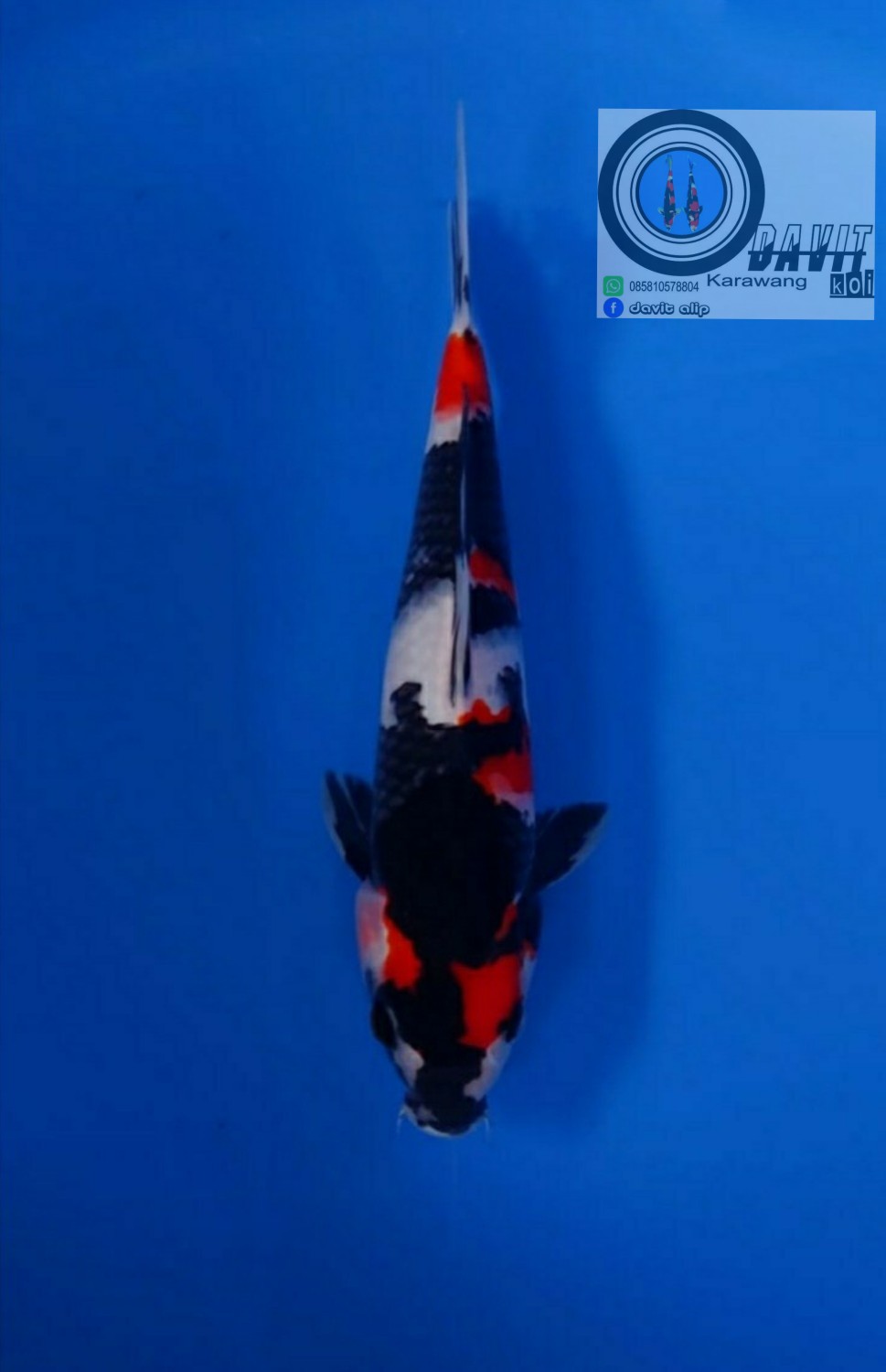 Juara 5