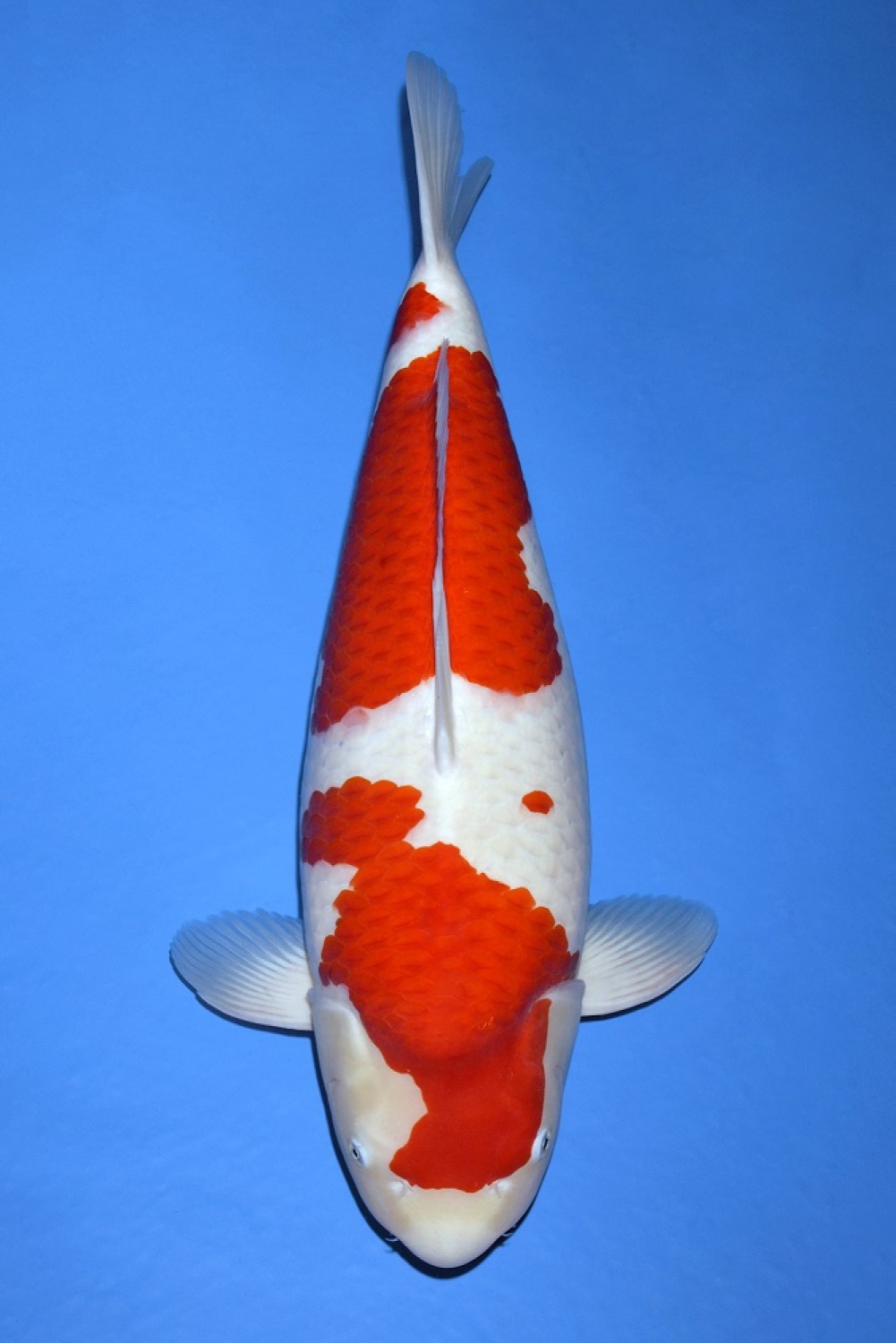 Best In Size A 66 - 70 cm