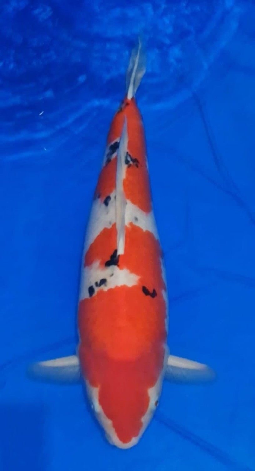 Juara 1