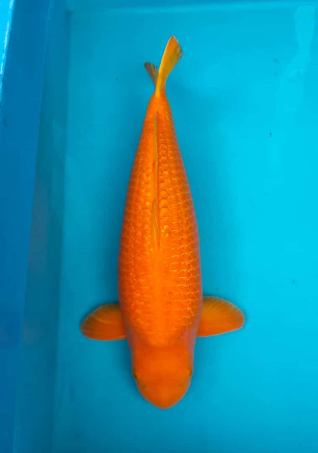 Juara 1
