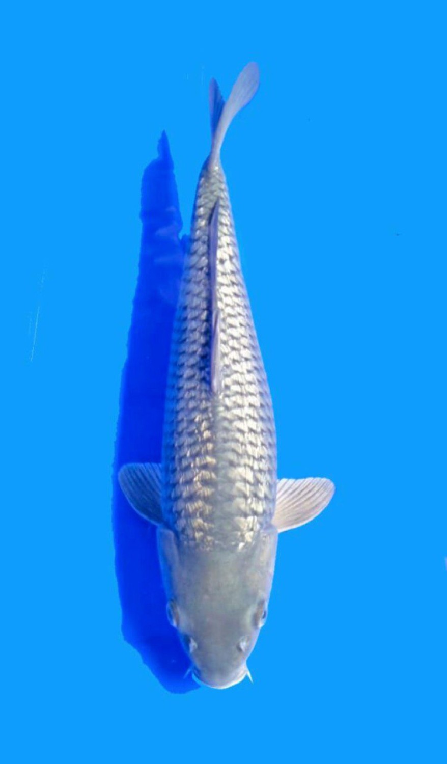 Juara 5