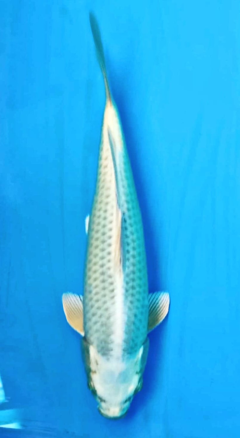 Juara 3
