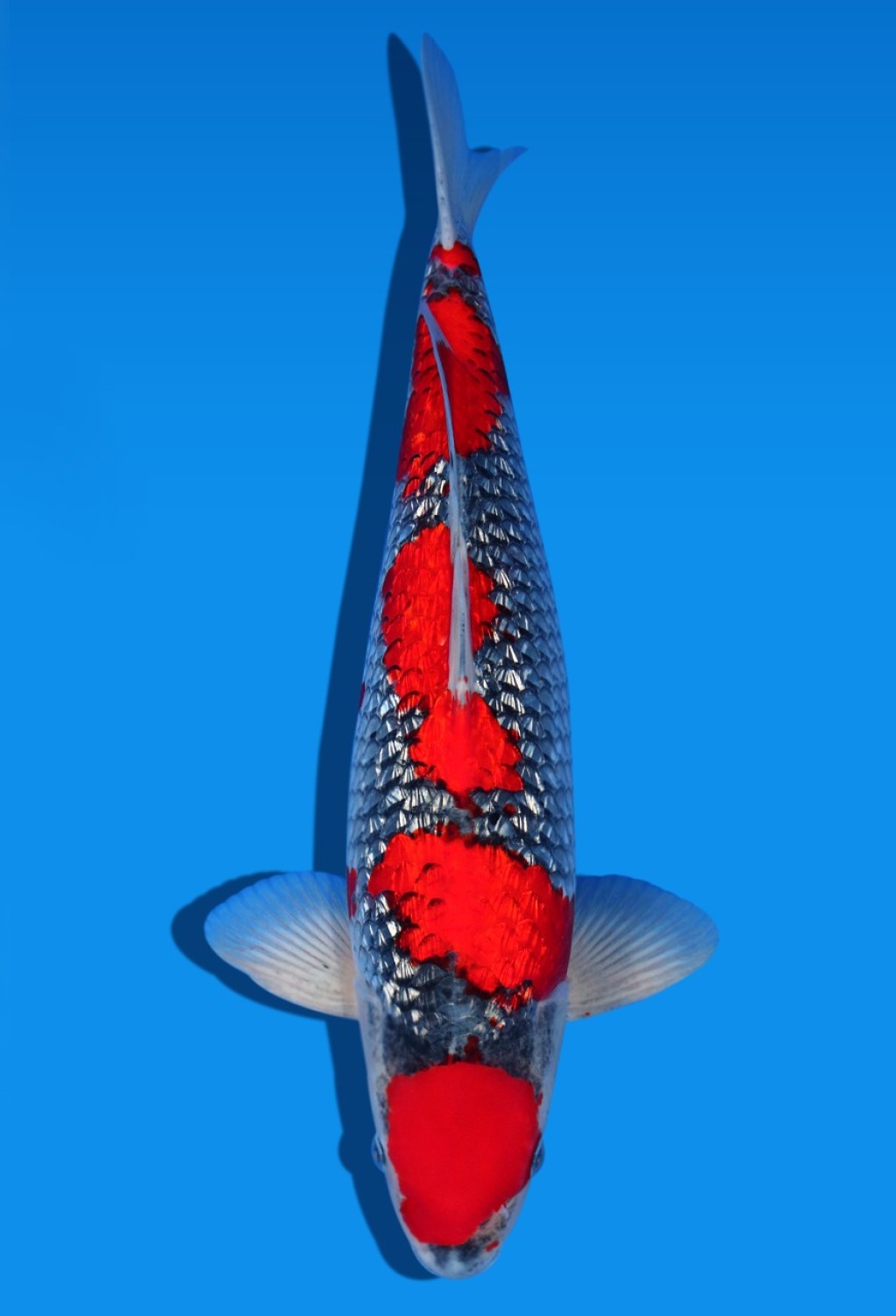 Juara 1