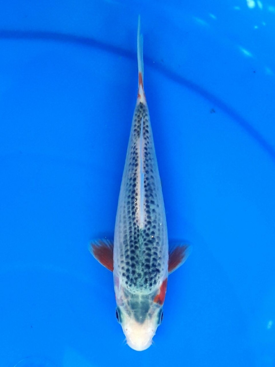 Juara 2