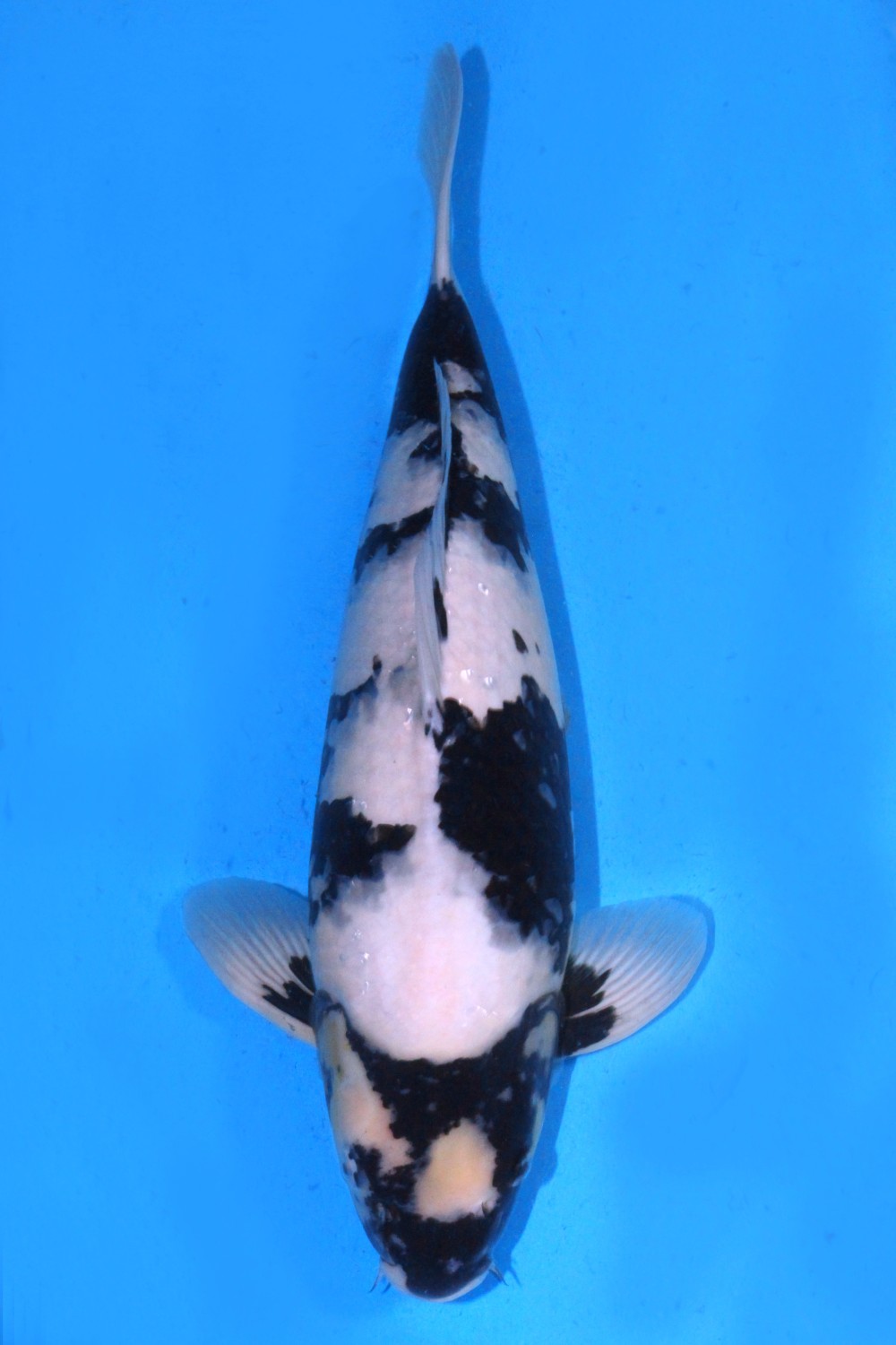 Juara 1