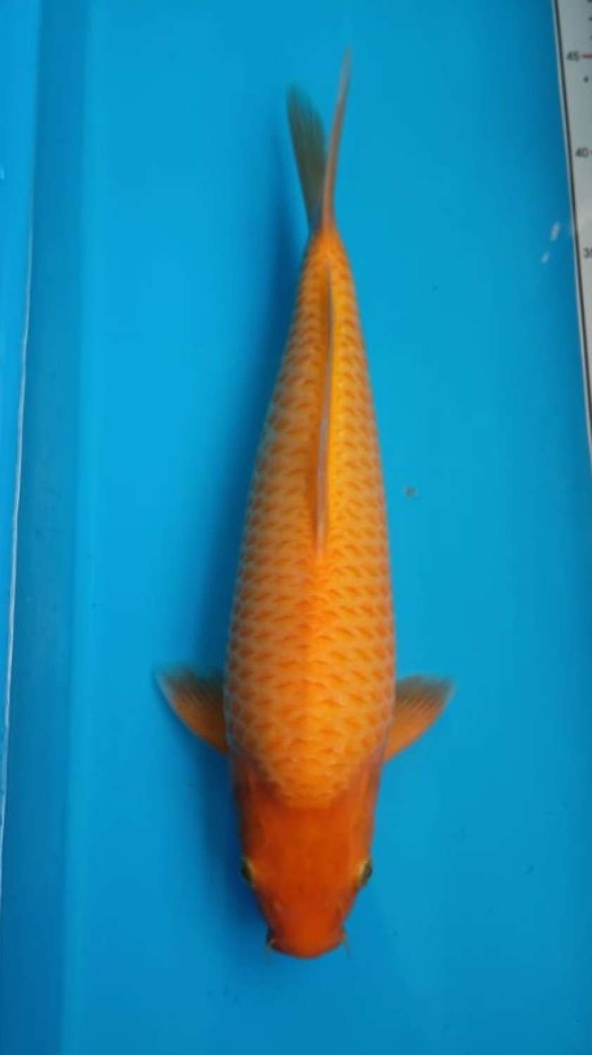Juara 2