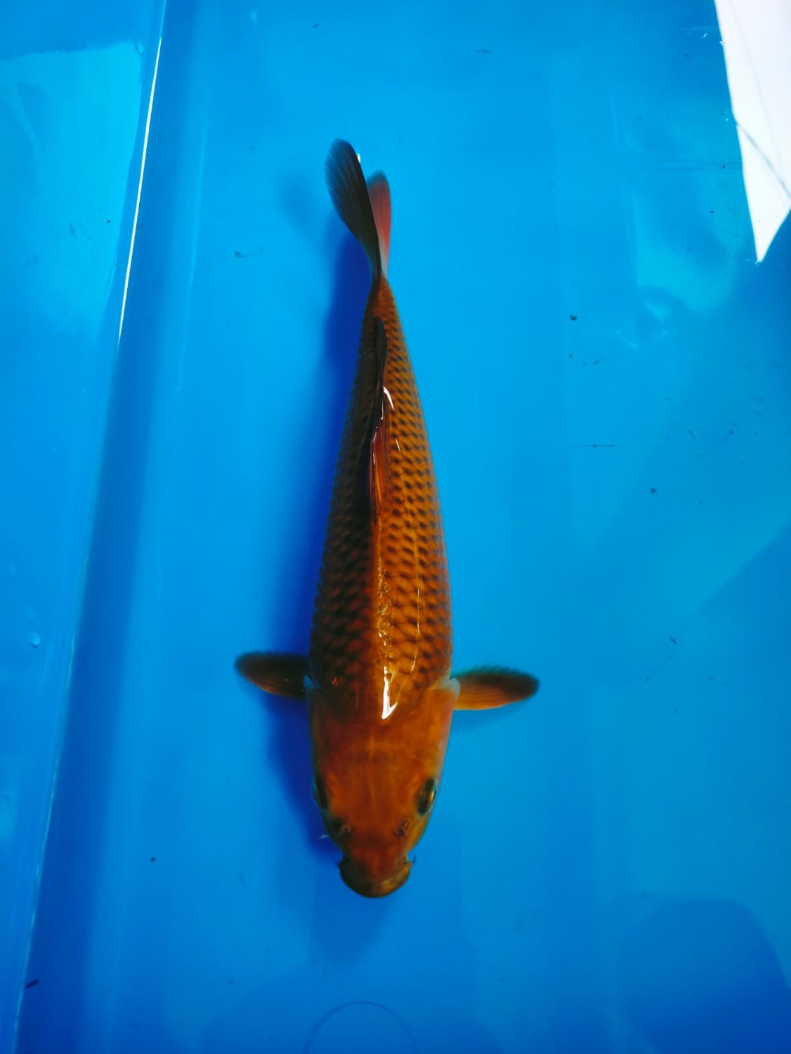 Juara 4