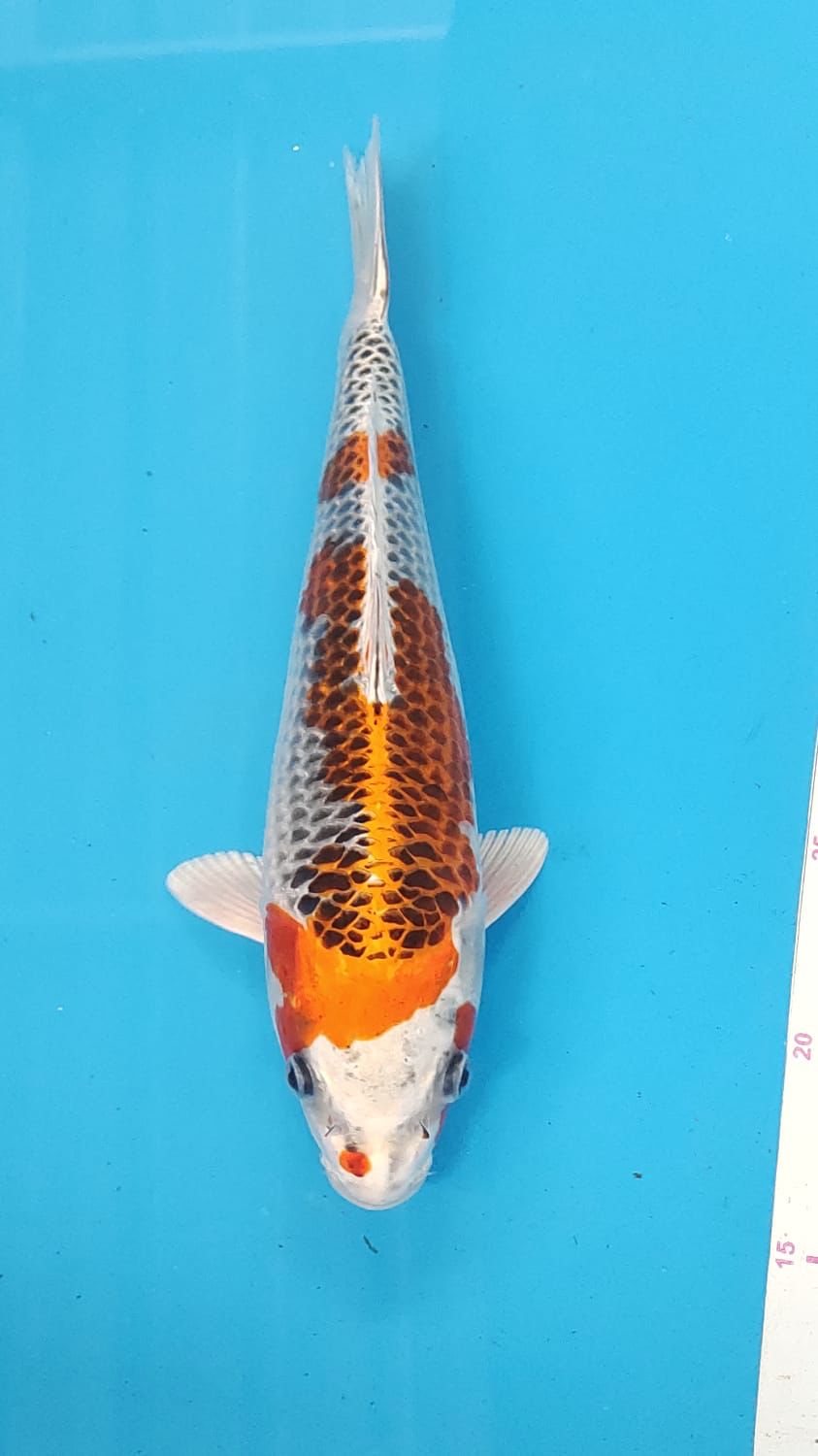 Juara 2