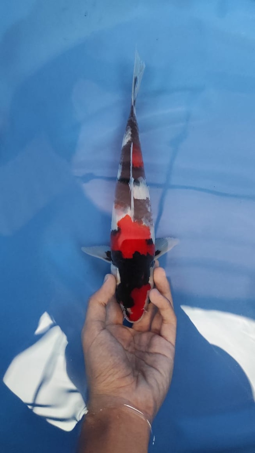Juara 2