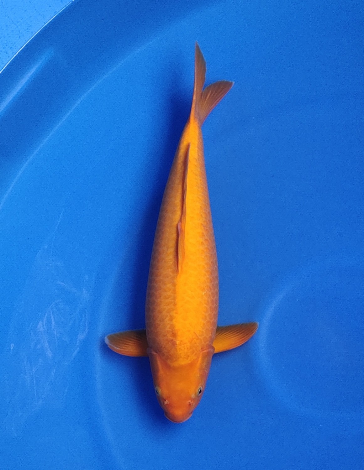 Best In Size E 46 - 50 cm