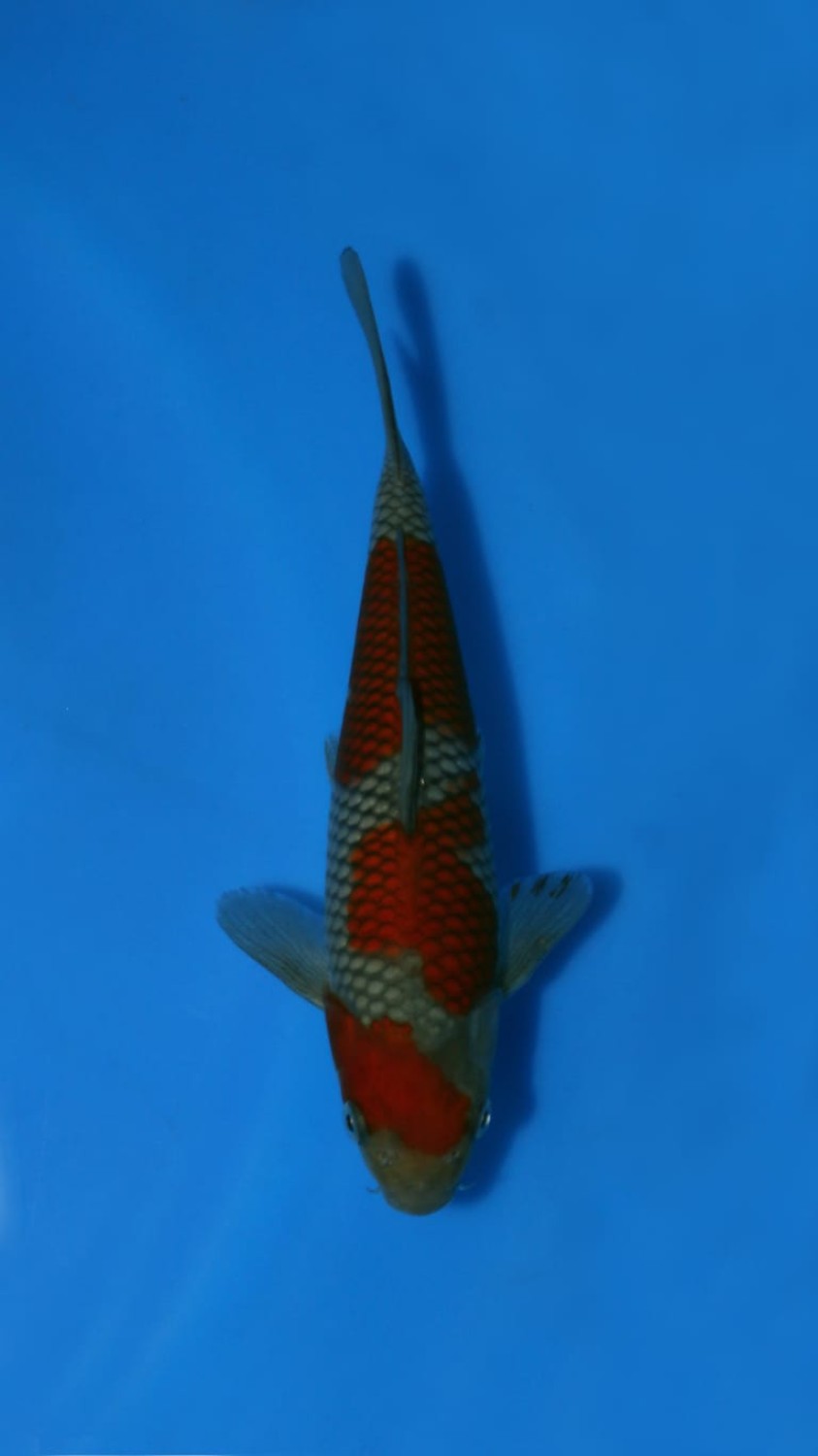 Juara 1