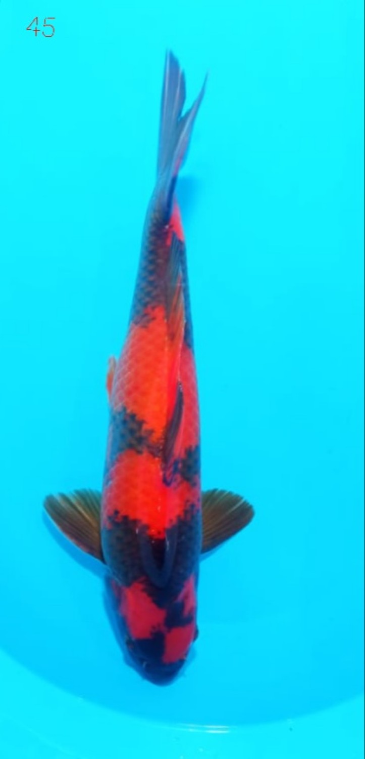 Juara 2