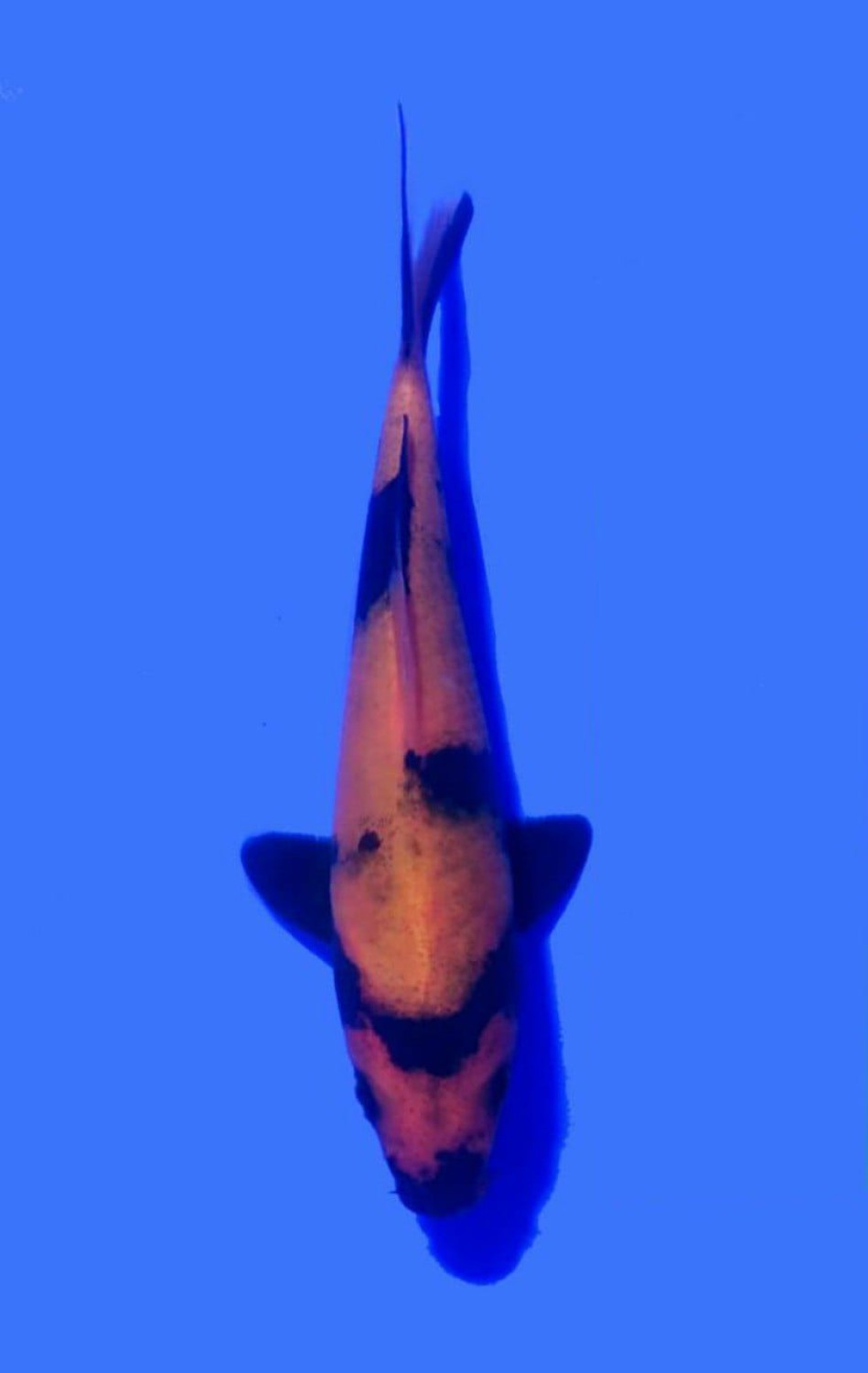 Juara 3