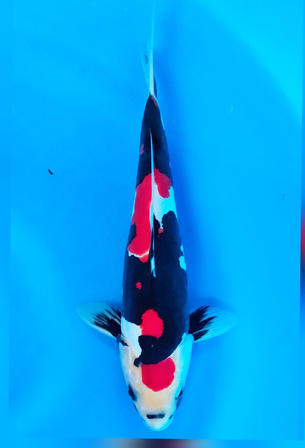 Juara 2