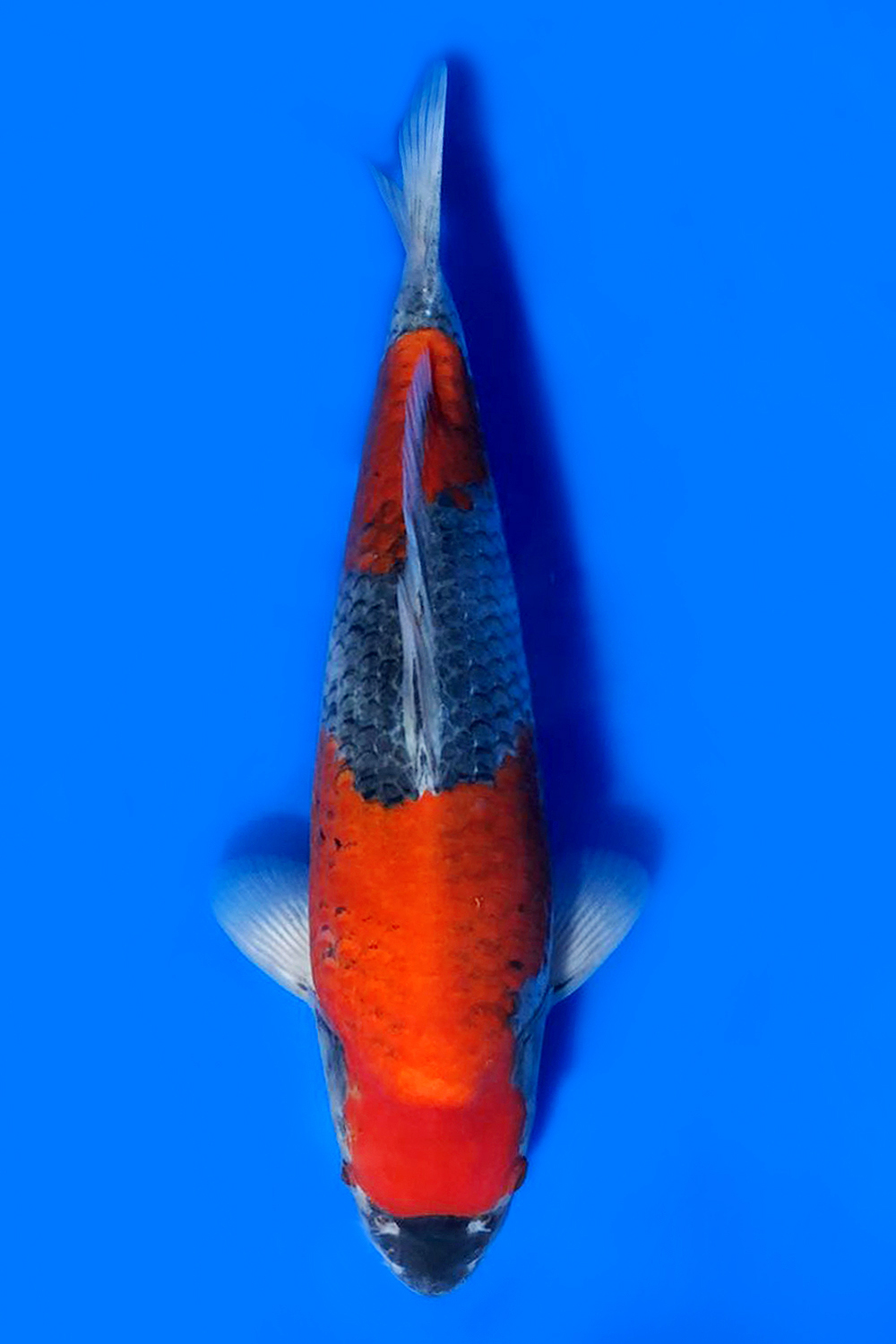 Juara 1