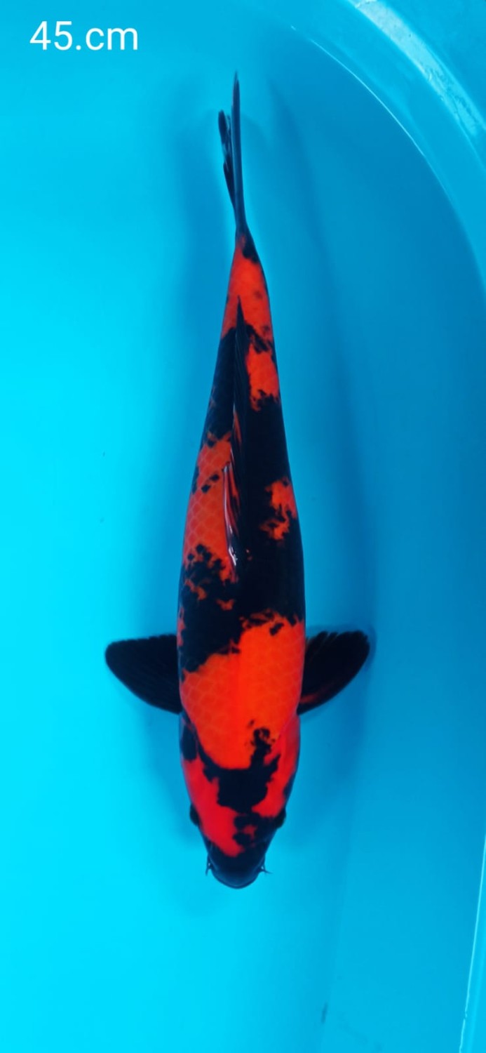 Juara 1