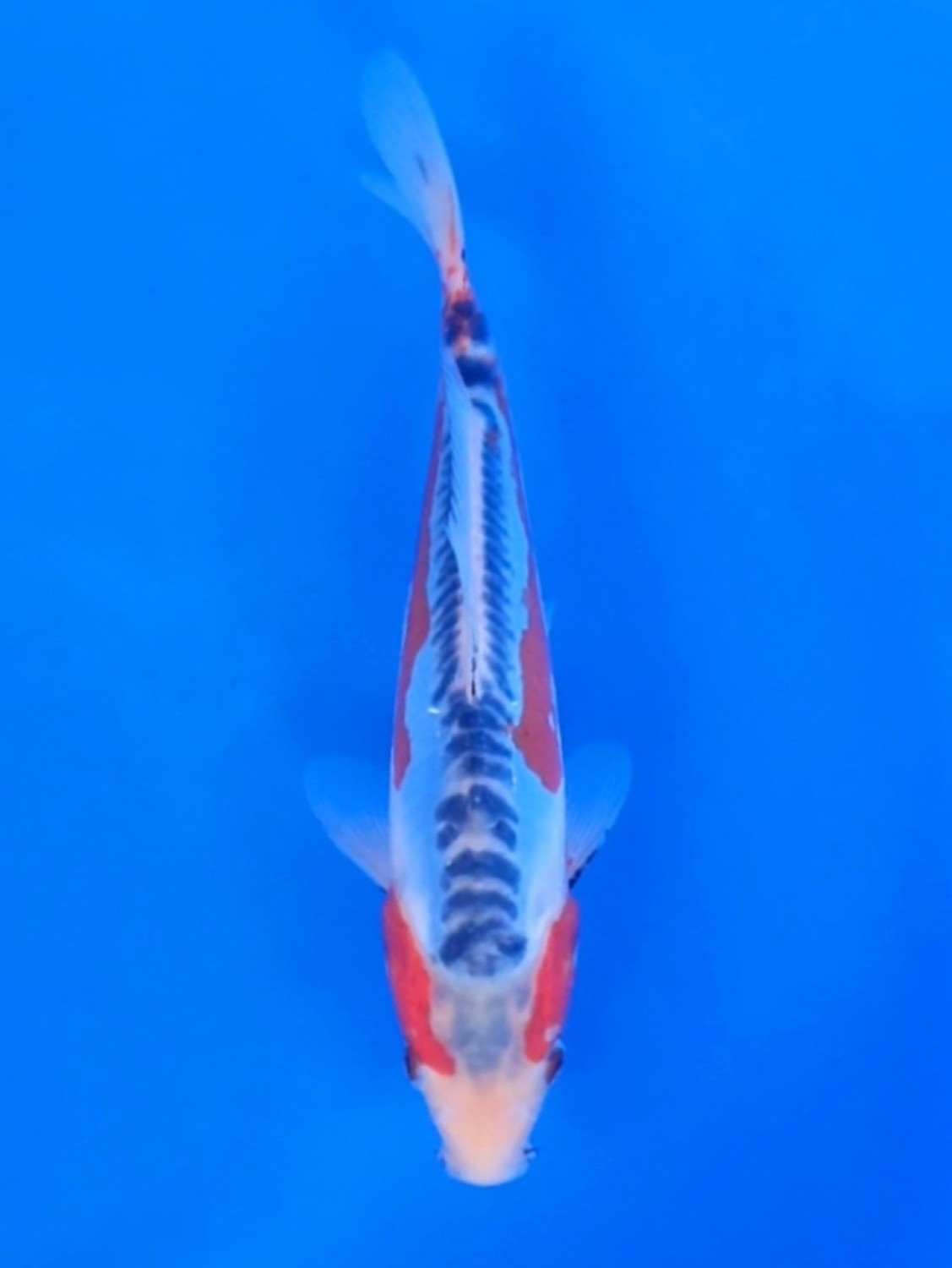 Juara 1