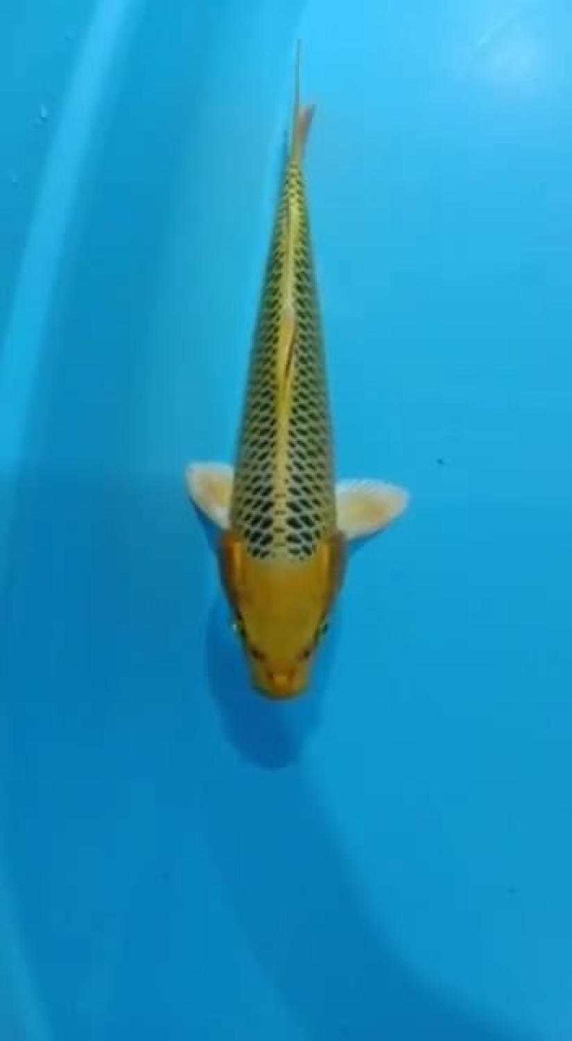 Juara 5