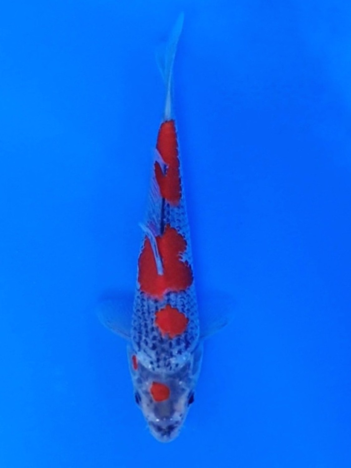 Juara 4