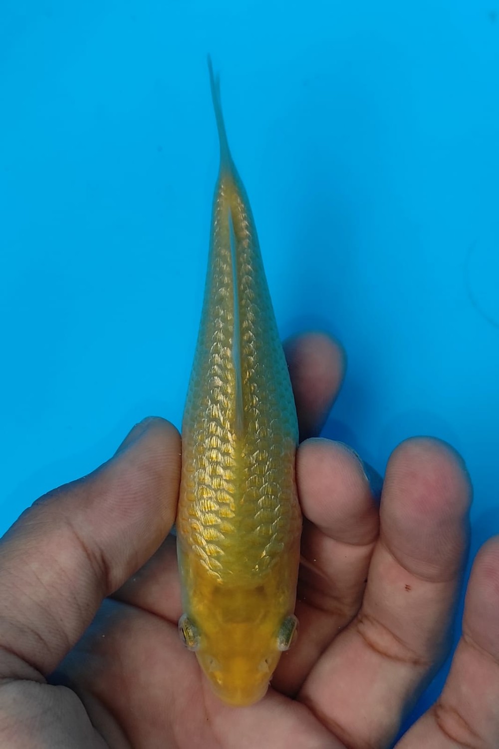 Juara 1