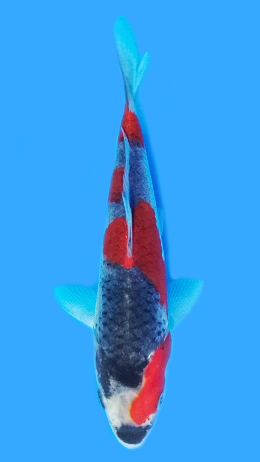Juara 3
