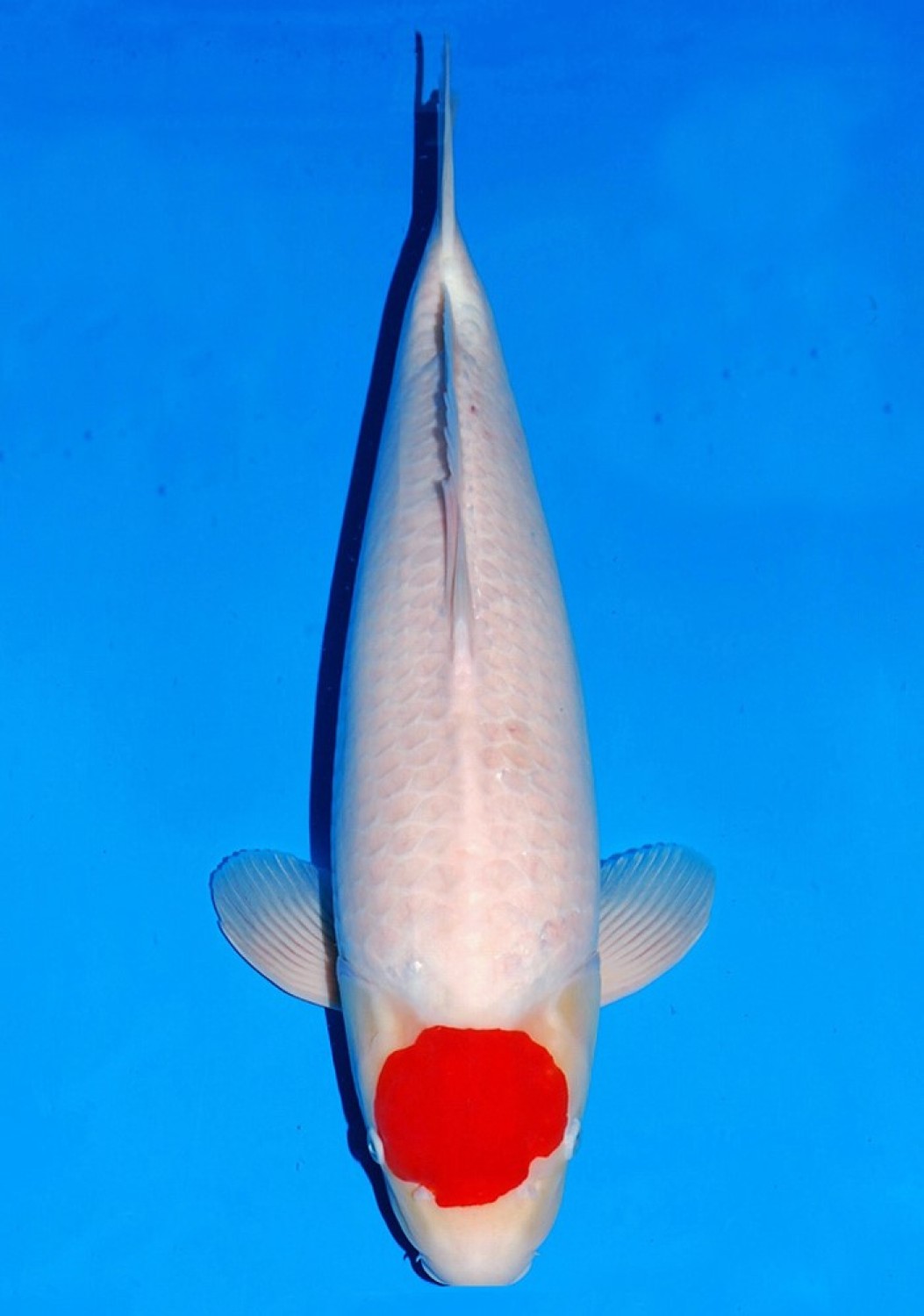 Juara 1