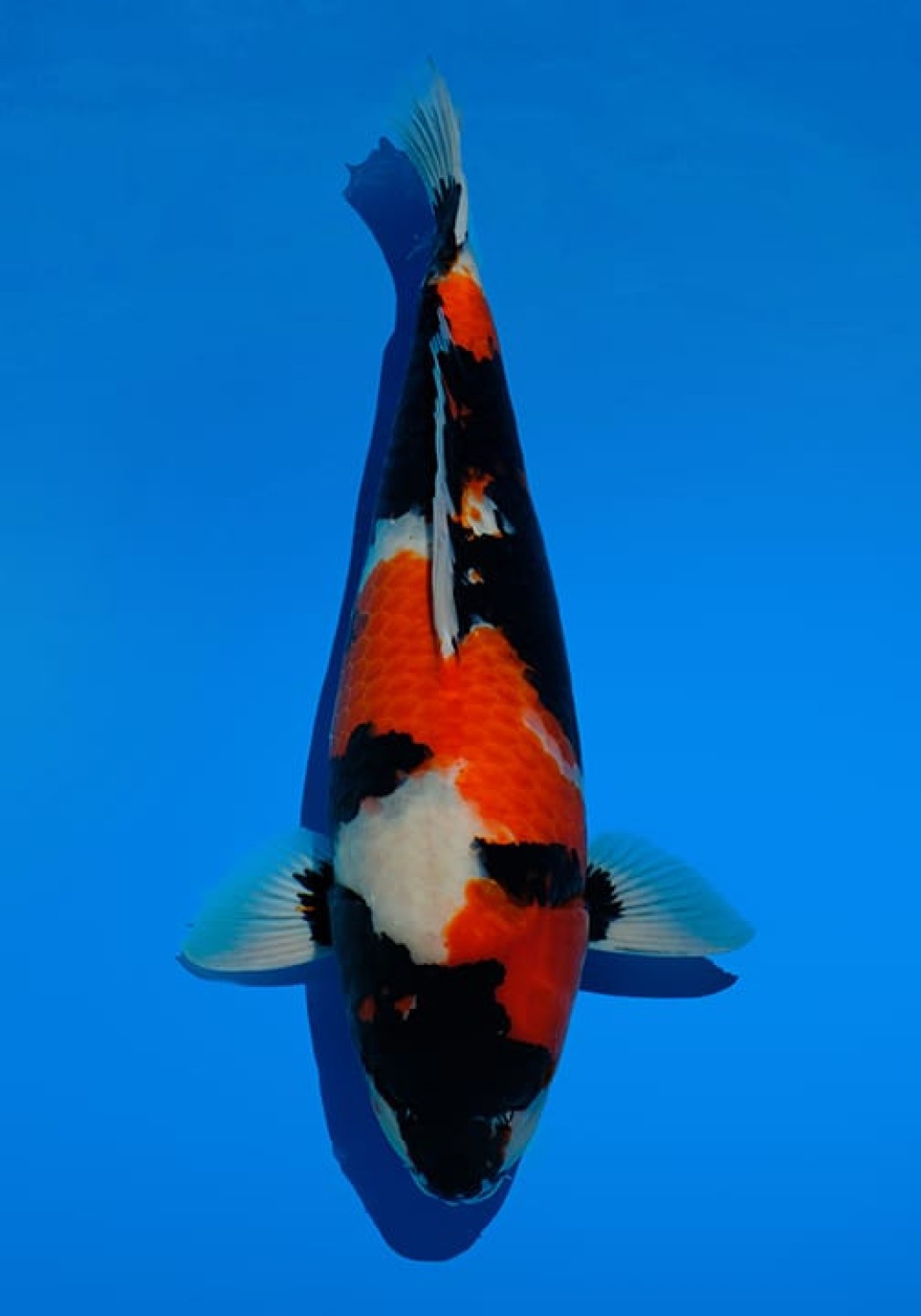 Juara 2