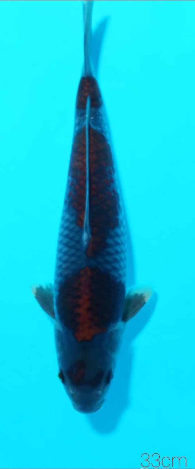 Juara 1