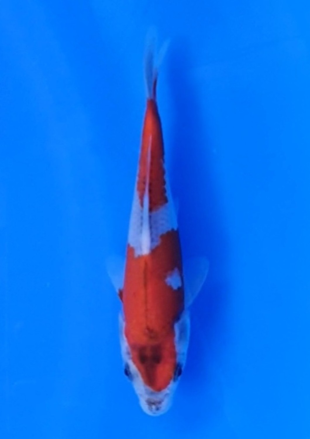 Juara 1