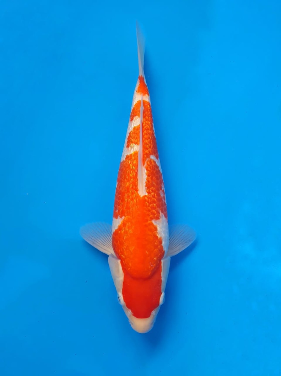 Juara 1