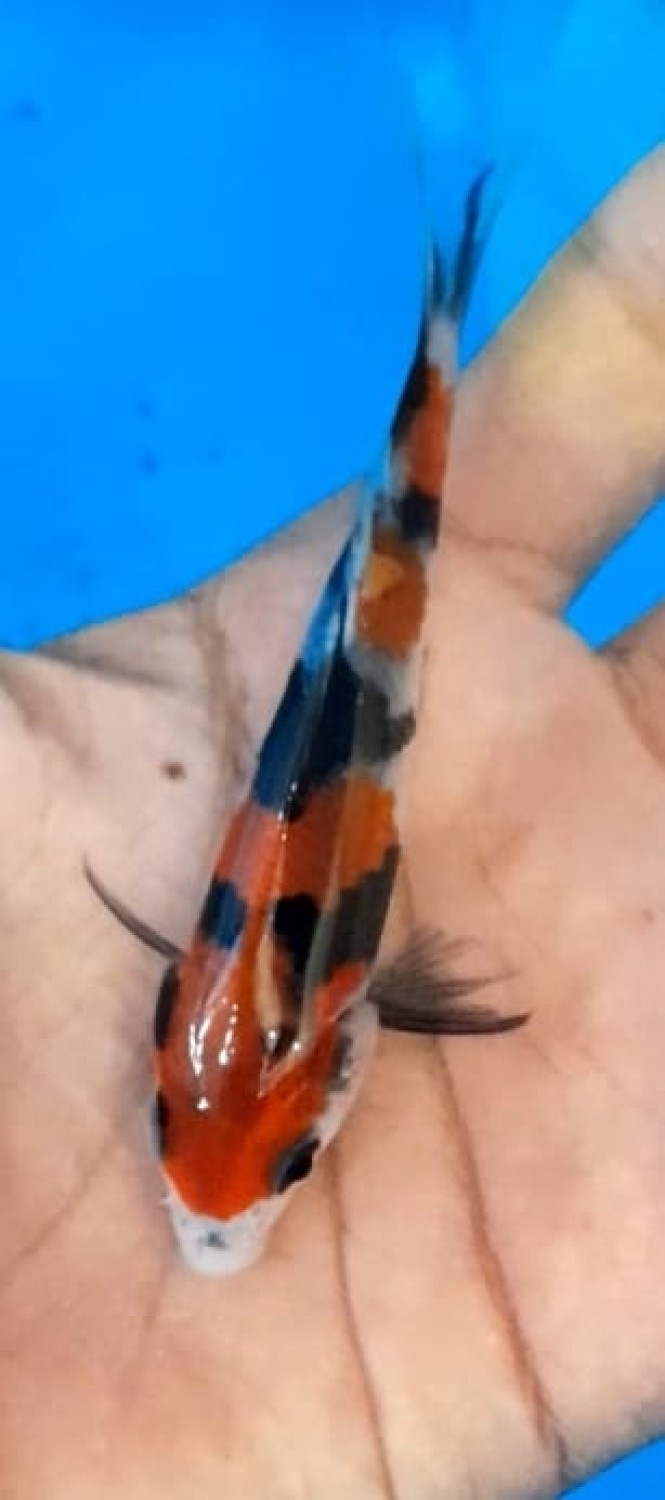 Juara 2