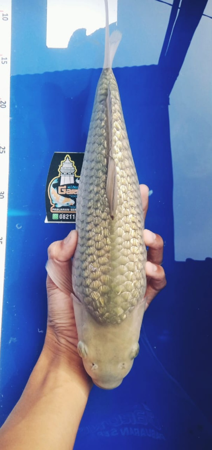 Juara 4